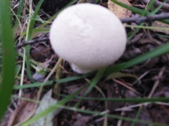 Lycoperdon excipuliforme