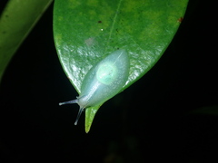 Gaeotis nigrolineata