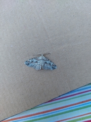 Iridopsis defectaria