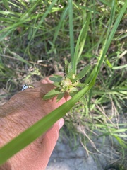 Euphorbia davidii