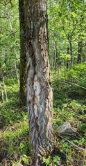 Picoides dorsalis