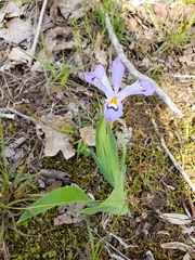 Iris cristata