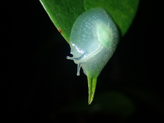 Gaeotis nigrolineata