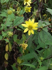 Silphium asteriscus