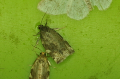 Choristoneura conflictana