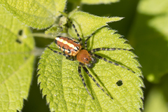 Alpaida grayi