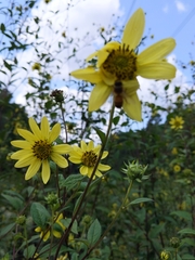 Silphium asteriscus