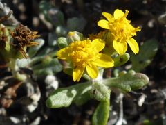 Eriophyllum staechadifolium