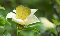 Eurema hecabe