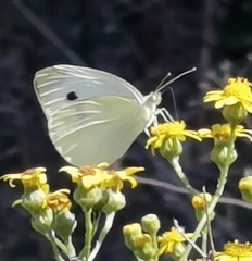 Pieris rapae