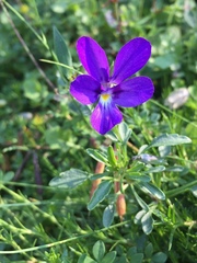 Viola dubyana