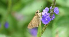 Borbo cinnara