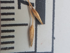 Poa glauca