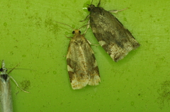 Archips argyrospila