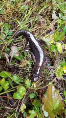 Dicamptodon tenebrosus