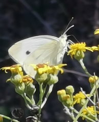 Pieris rapae
