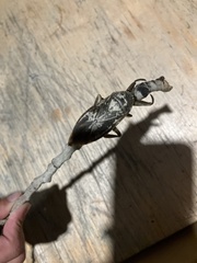 Lethocerus americanus