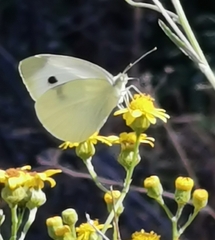 Pieris rapae