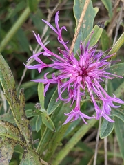 Centaurea scabiosa