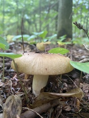 Russula foetens