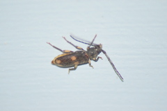 Tylonotus bimaculatus