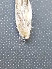 Poa glauca