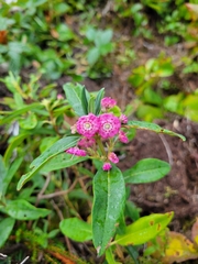 Kalmia