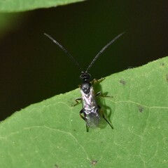 Microgastrinae