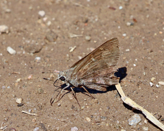 Cogia hippalus