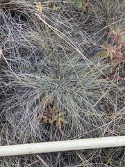 Festuca
