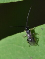 Microgastrinae