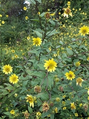 Silphium asteriscus