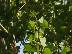 Populus fremontii