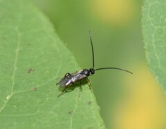 Microgastrinae