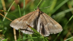 Pyrausta aerealis