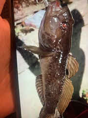 Neogobius melanostomus