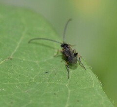 Microgastrinae
