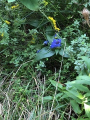 Gentiana clausa