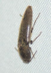 Elaterinae