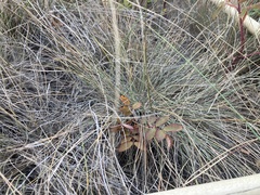 Festuca