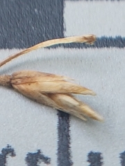 Poa glauca