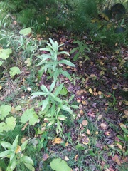 Cirsium arvense integrifolium