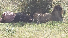 Panthera leo melanochaita