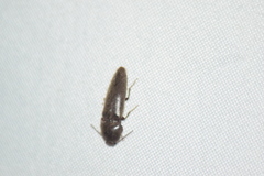 Elaterinae