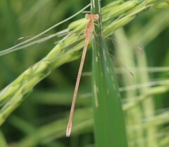 Lestes concinnus