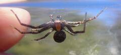 Xysticus locuples
