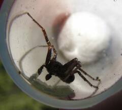 Xysticus locuples