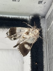 Drasteria pallescens