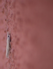 Agriphila trabeatellus