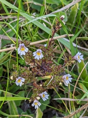 Euphrasia officinalis